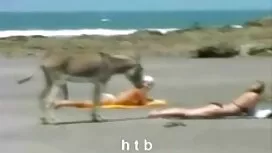 ماشا يحب الجنس فديو  ...